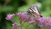 16th Aug 2012 - Butterfly