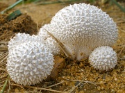 20th Aug 2012 - Spiked 'Shrooms.....