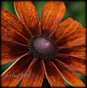 20th Aug 2012 - gloriosa daisy
