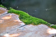 18th Aug 2012 - The moss