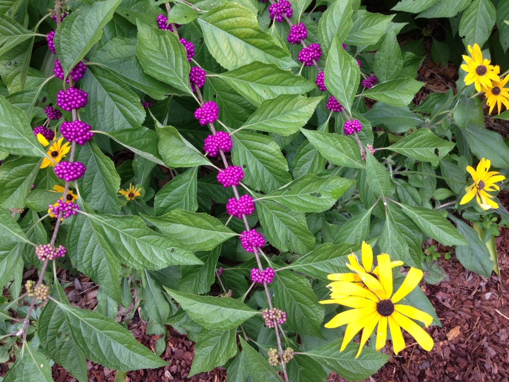 Beautyberry bush and black-eyed susans, Chapel Street Park, Charleston, SC by congaree