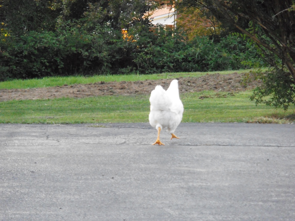 Why Did the Chicken Cross The Road? by julie