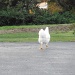 Why Did the Chicken Cross The Road? by julie