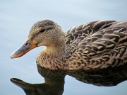 5th Aug 2012 - Rice Lake Duck