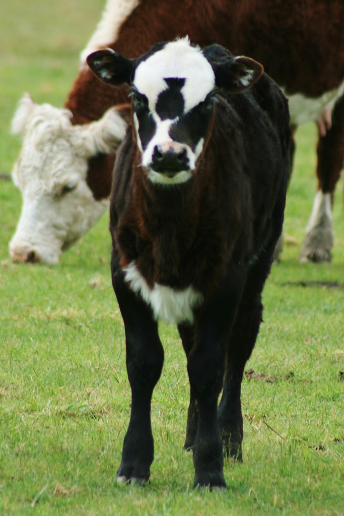 Baby Cow by wenbow