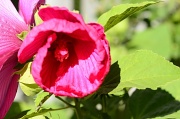 19th Aug 2012 - My perennial hibiscus in full bloom