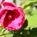 My perennial hibiscus in full bloom by dora