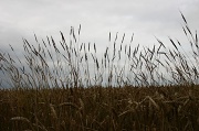13th Aug 2012 - Wild Grasses