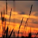 Prairie Sunset by kph129