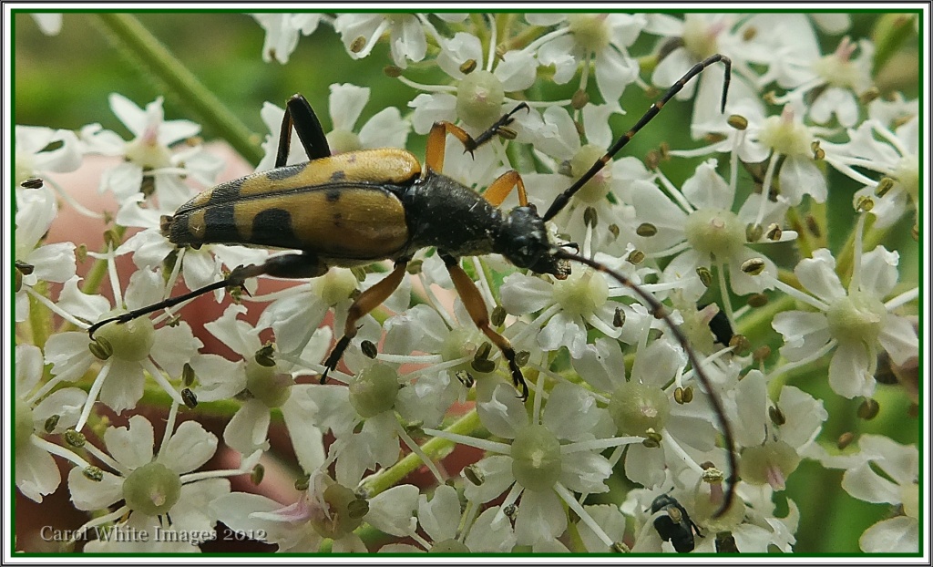 Longhorn Beetle by carolmw