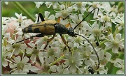 21st Aug 2012 - Longhorn Beetle
