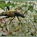 Longhorn Beetle by carolmw