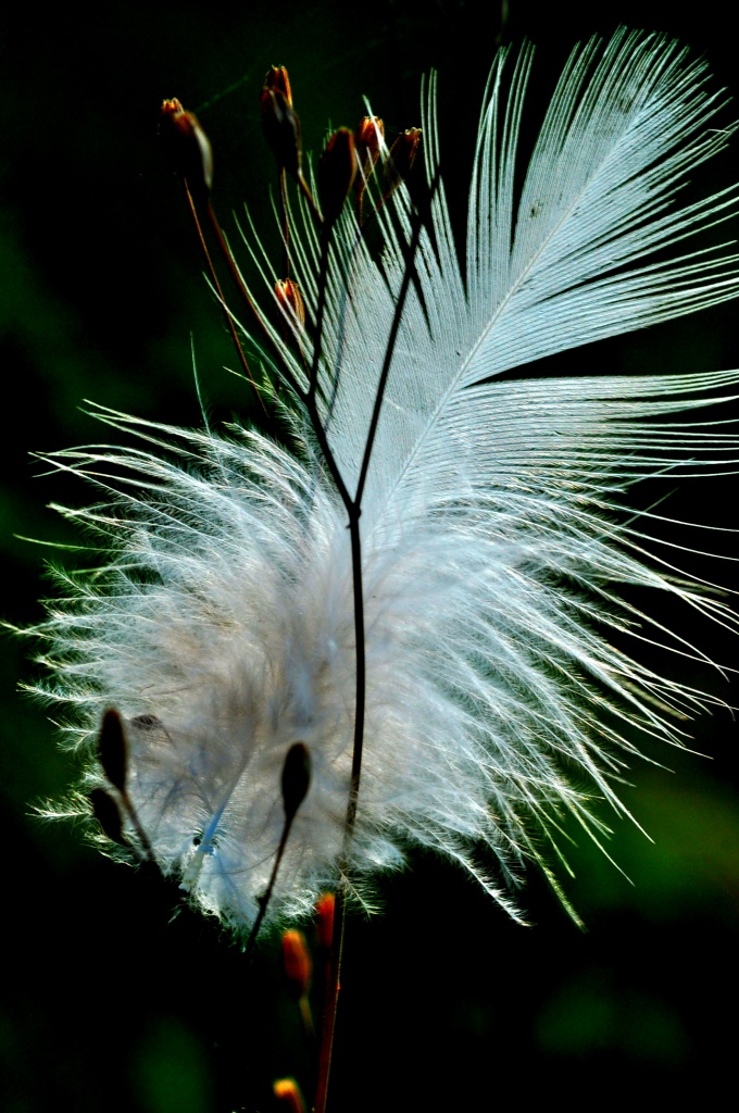 Feather  by jayberg