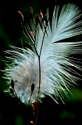 21st Aug 2012 - Feather 