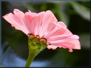 21st Aug 2012 - Divinely Pink