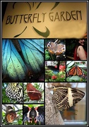 14th Aug 2012 - Butterfly Garden