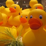 18th Aug 2012 - Rubber ducky