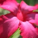 Pretty Pink Flower by kerristephens