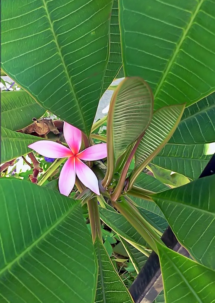 (Day 190) - Pink Plumeria by cjphoto
