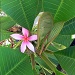 (Day 190) - Pink Plumeria by cjphoto