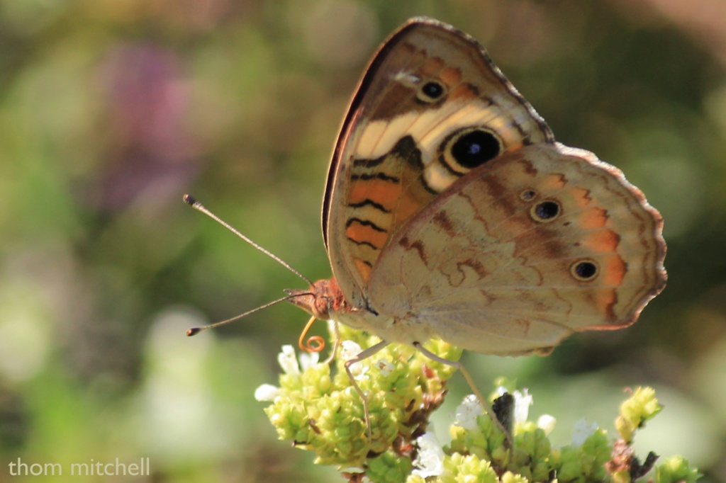 Almost-ventral Common Buckeye by rhoing