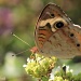 Almost-ventral Common Buckeye by rhoing