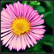 21st Aug 2012 - Oh, No, the Asters are Blooming!