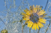 21st Aug 2012 - Sunflower