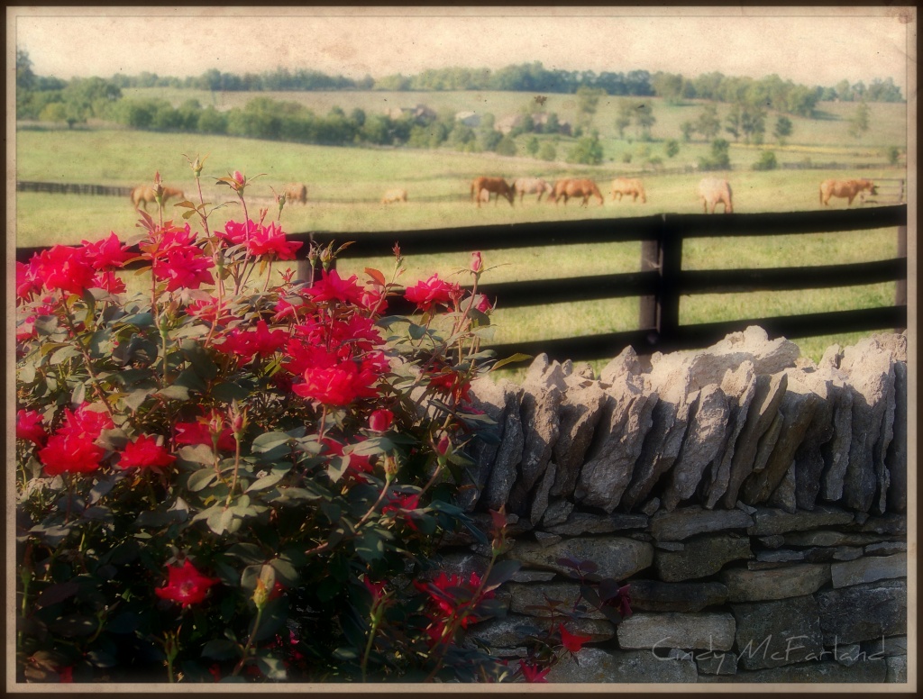 Postcard from Kentucky by cindymc