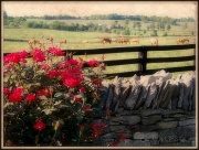 22nd Aug 2012 - Postcard from Kentucky