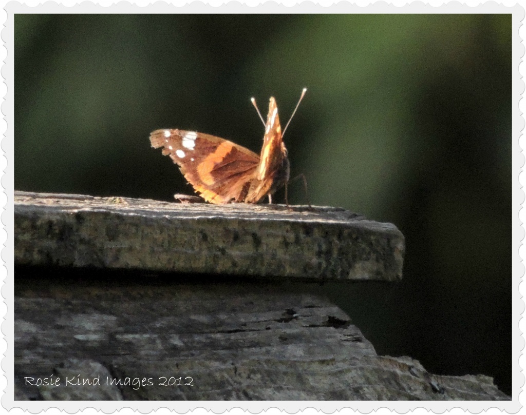 Red Admiral in the sunlight by rosiekind