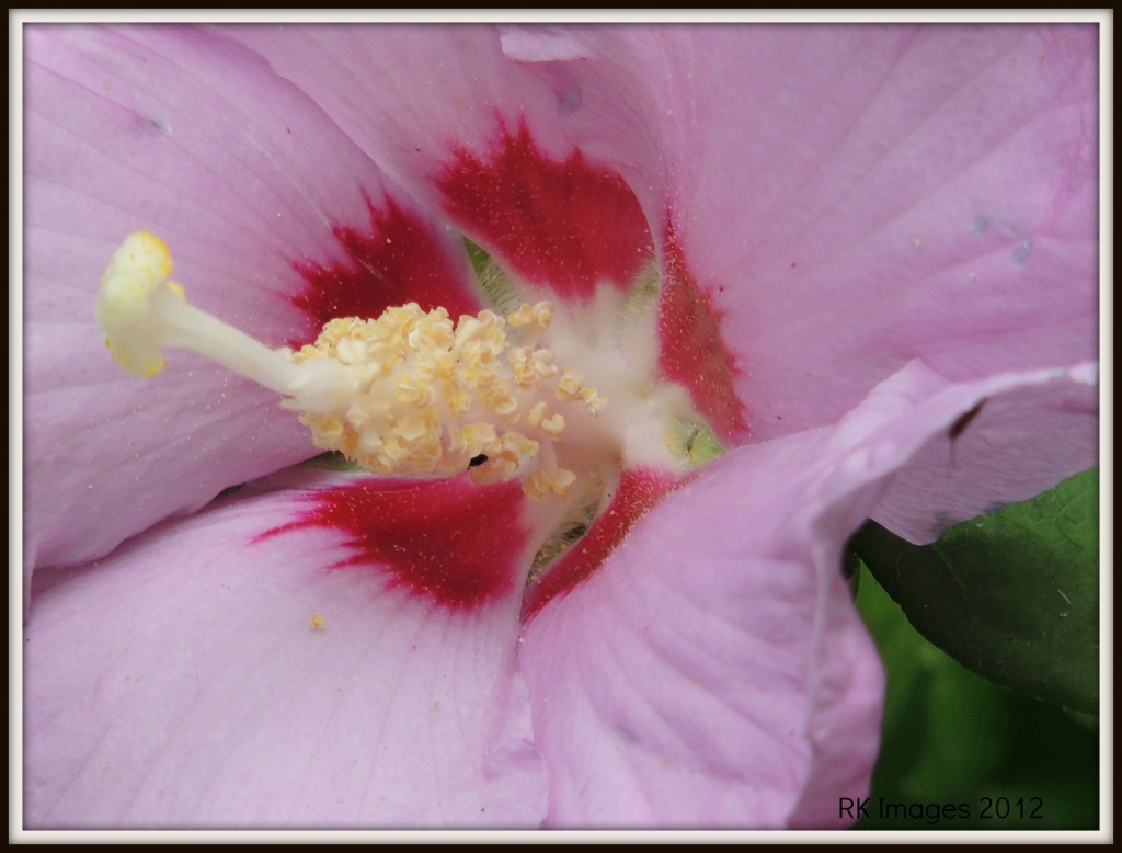 Hibiscus by rosiekind