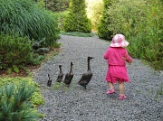 20th Aug 2012 - Ducks in a Row