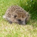 Hedgehogs. by jeff