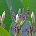 Plumeria buds by stcyr1up