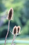 22nd Aug 2012 - Thistles