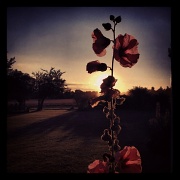 19th Aug 2012 - Sunset flower