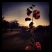 Sunset flower by manek43509