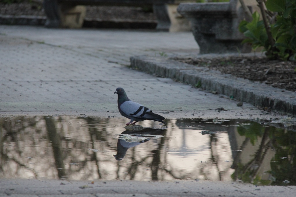Reflected pigeon by belucha