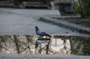 22nd Mar 2012 - Reflected pigeon