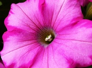 22nd Aug 2012 - Shades of Pink