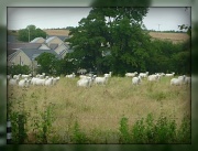 22nd Aug 2012 - Staring sheep 