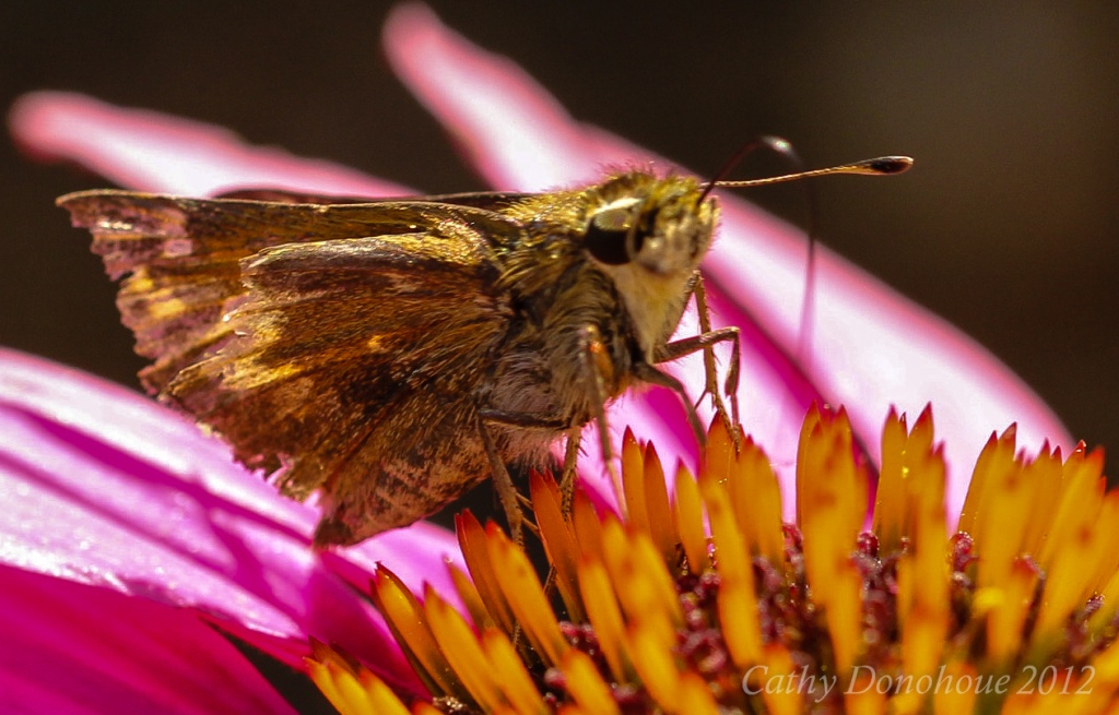 Skipper by cdonohoue