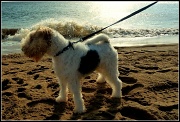 22nd Aug 2012 - Paddy At The Sea Side