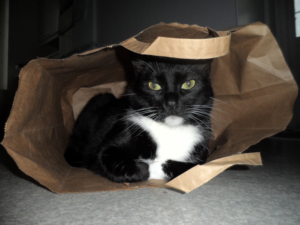 Rubi in a bag by tiss