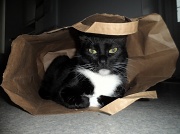 22nd Aug 2012 - Rubi in a bag