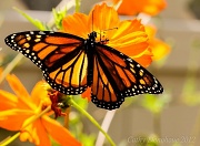 22nd Aug 2012 - Monarch