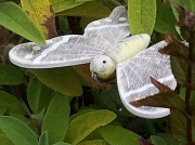 17th Aug 2012 - Butterfly