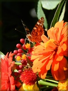 22nd Aug 2012 - Butterfly & Bouquet