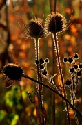 22nd Aug 2012 - Thistle